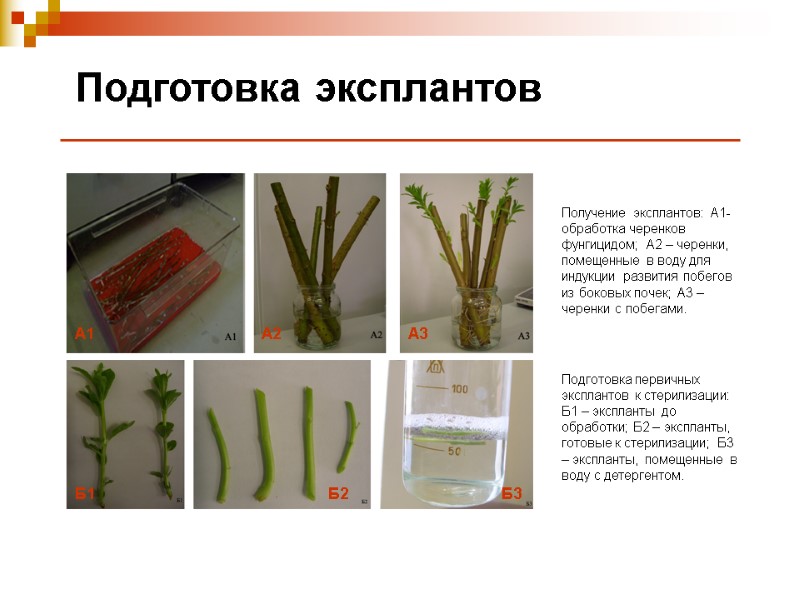 Подготовка эксплантов Получение эксплантов: А1- обработка черенков фунгицидом; А2 – черенки, помещенные в воду